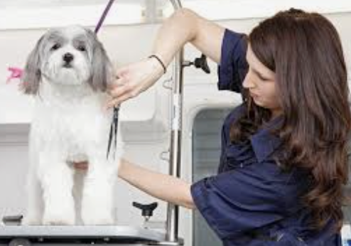 Mobile Grooming